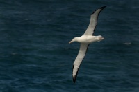 Albatros Sanforduv - Diomedea sanfordi - Northern Royal Albatros 7603